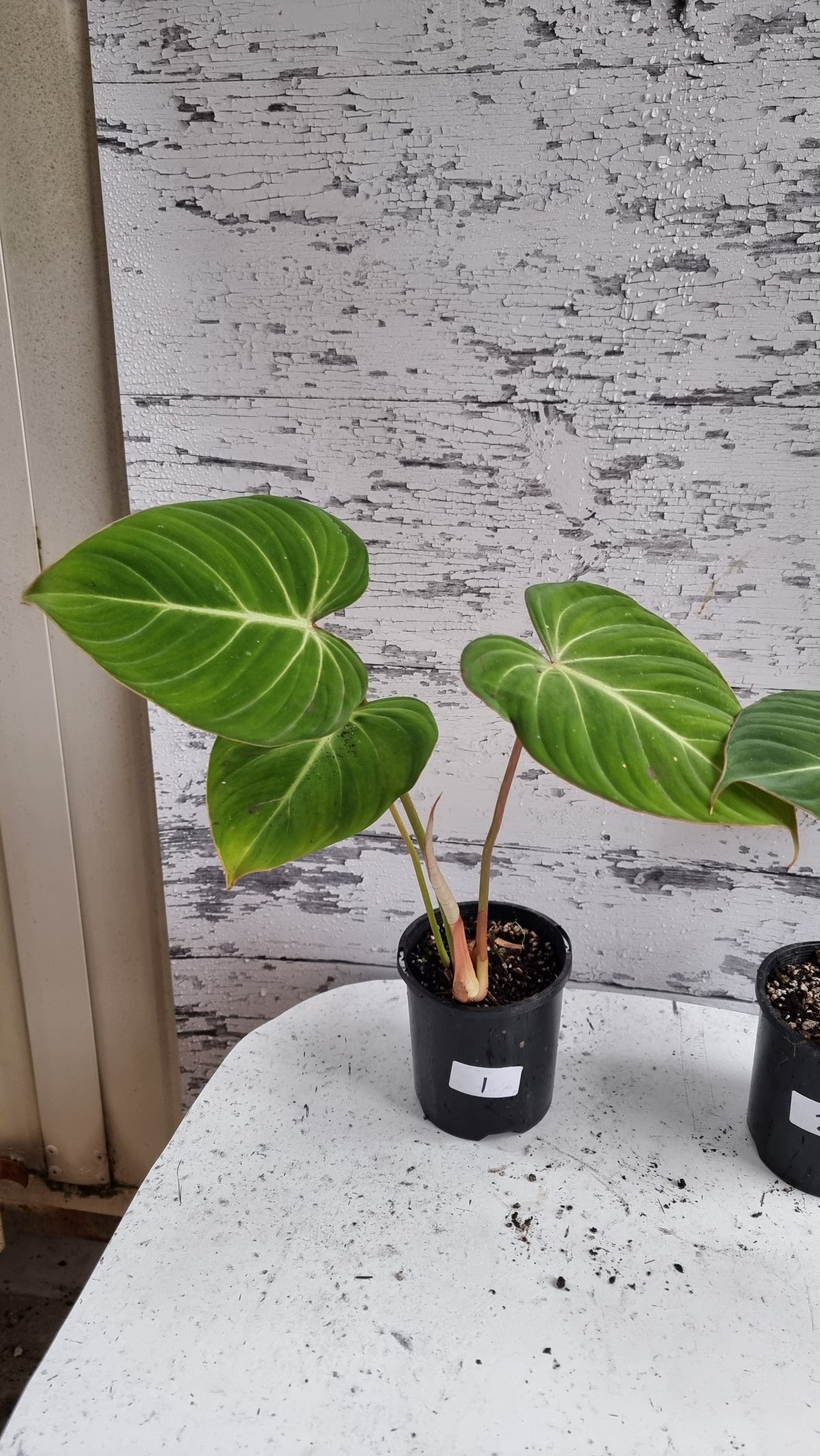 Philodendron gloriosum