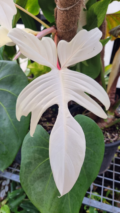 Philodendron 'Florida Ghost'
