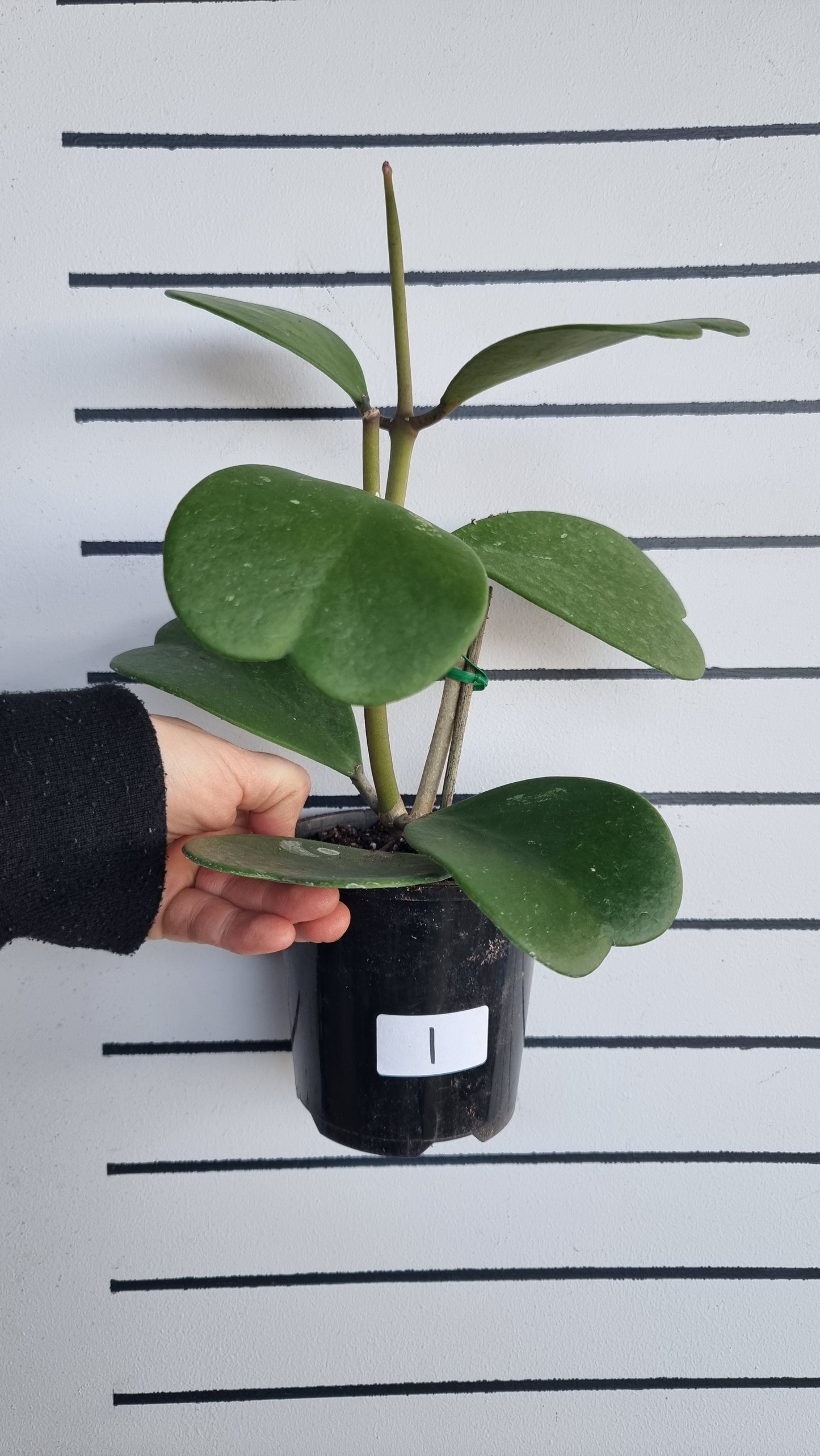 Hoya kerrii - Sweetheart Hoya