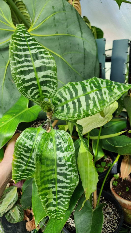 Dracaena goldieana - 斑馬條紋龍血樹