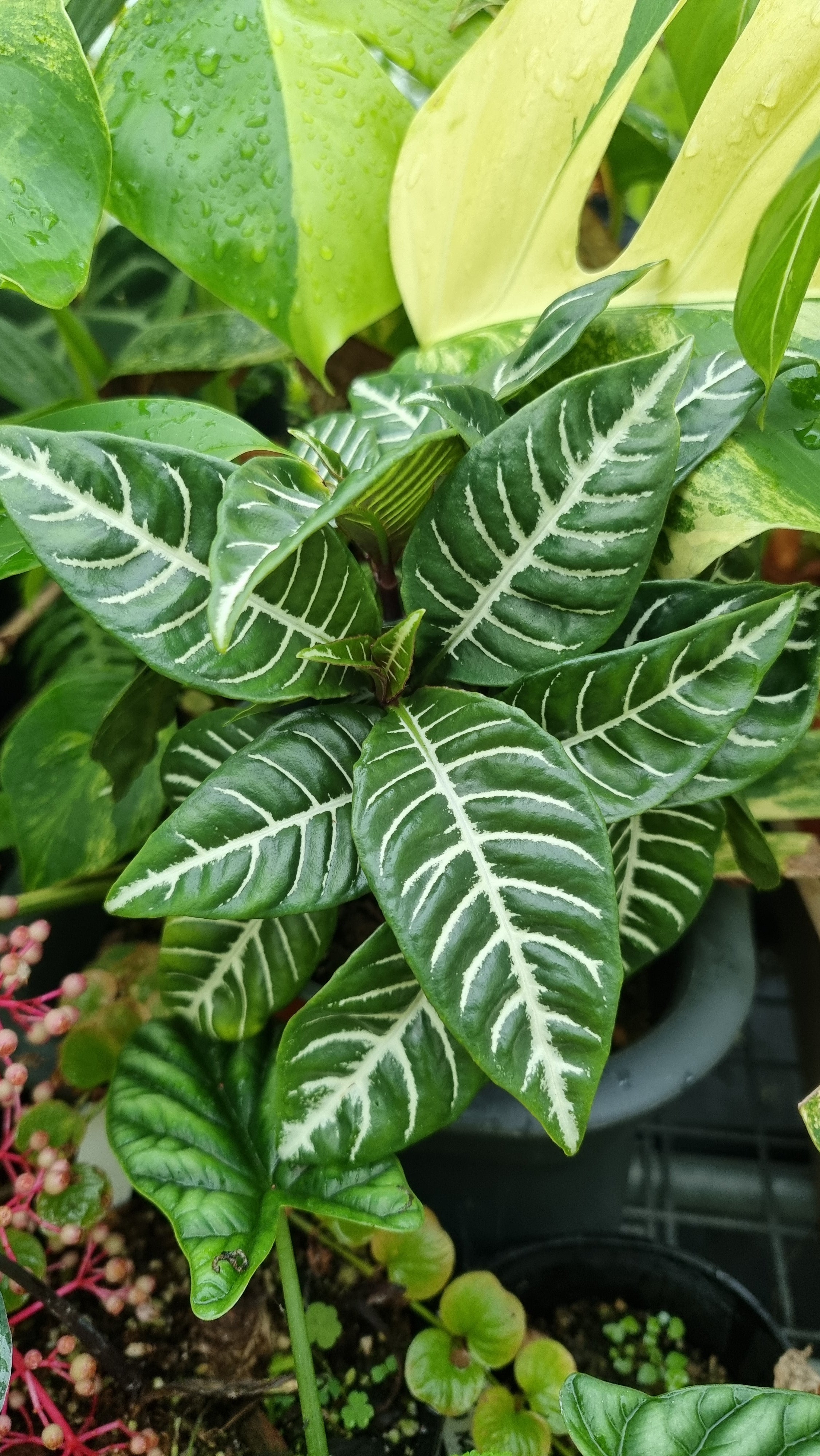 Aphelandra squarrosa - 斑馬植物