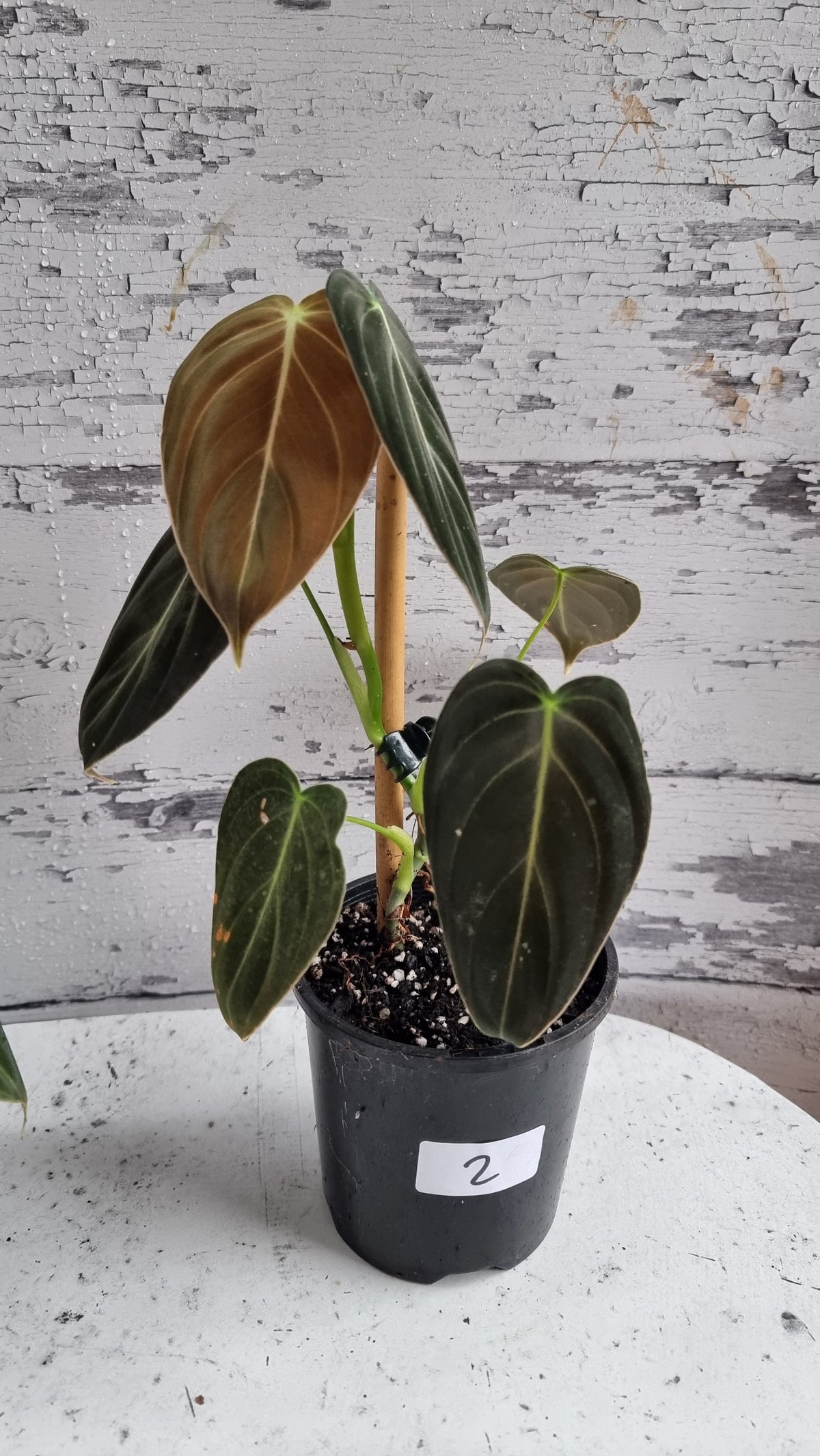 Philodendron melanochrysum