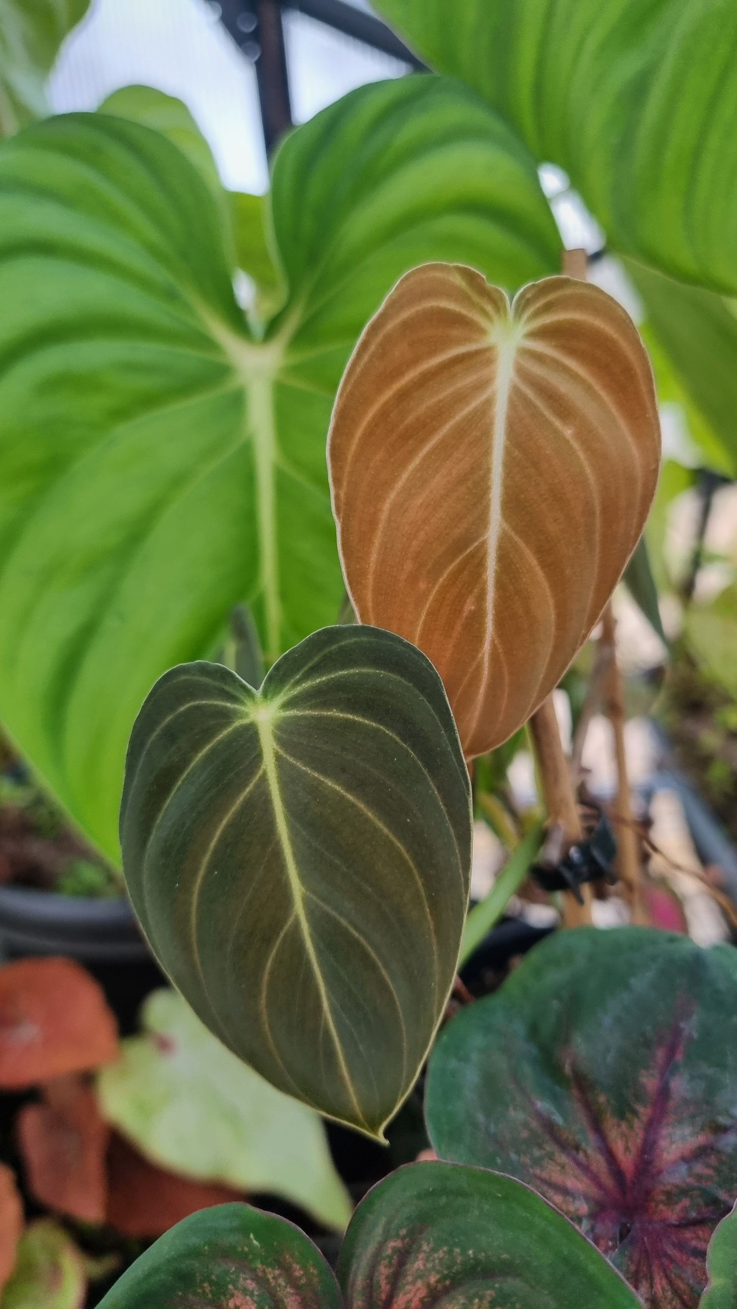 Philodendron melanochrysum