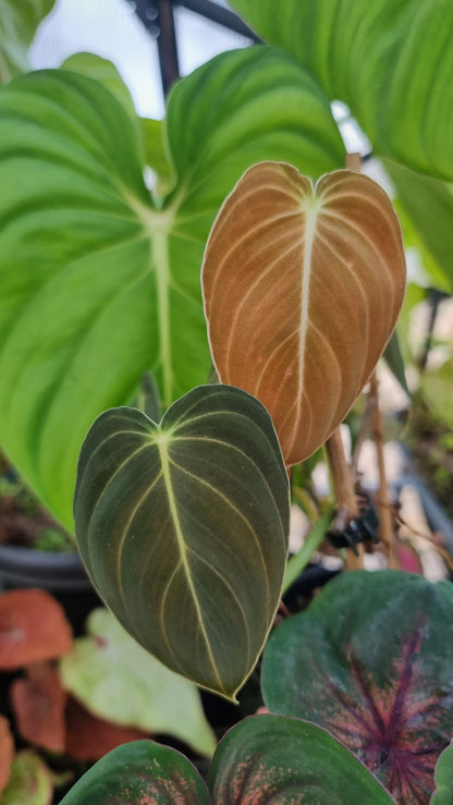 Philodendron melanochrysum
