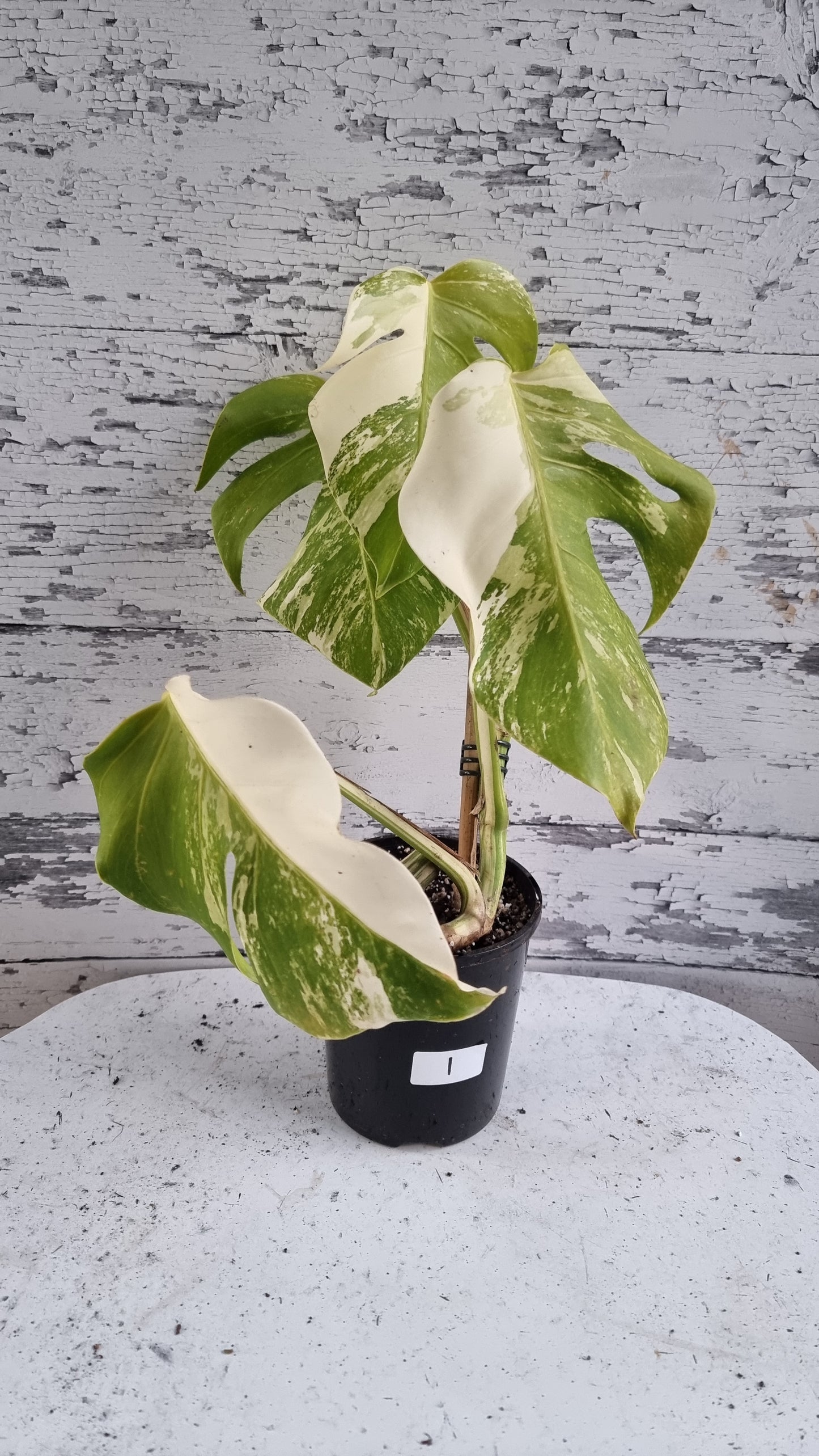 Monstera deliciosa borsigiana variegata - 雜色水果沙拉植物