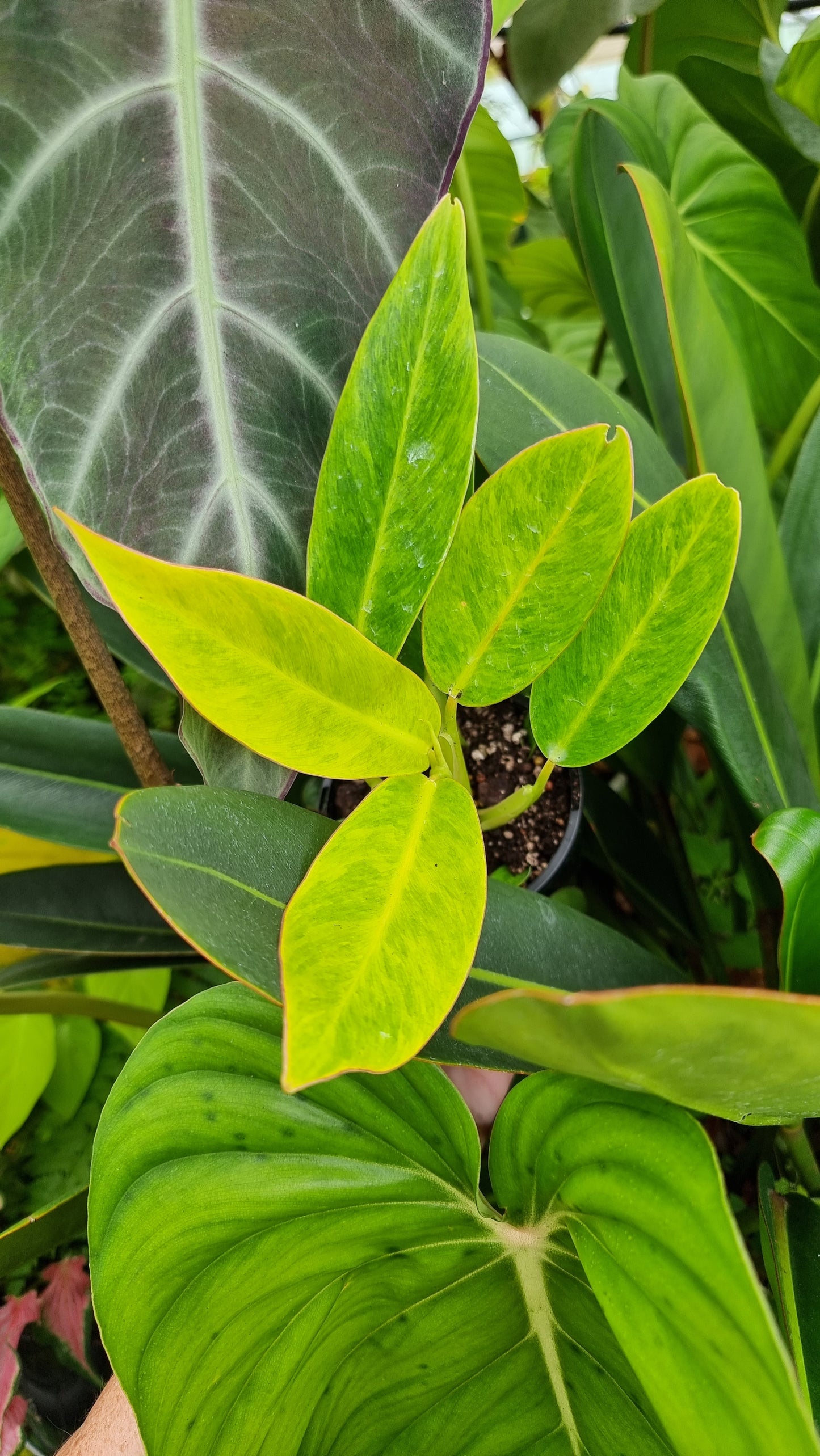 Philodendron 'Calkins Gold'