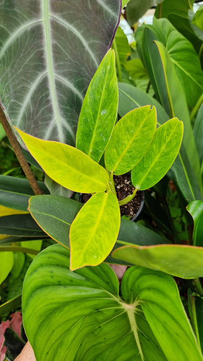 Philodendron 'Calkins Gold'