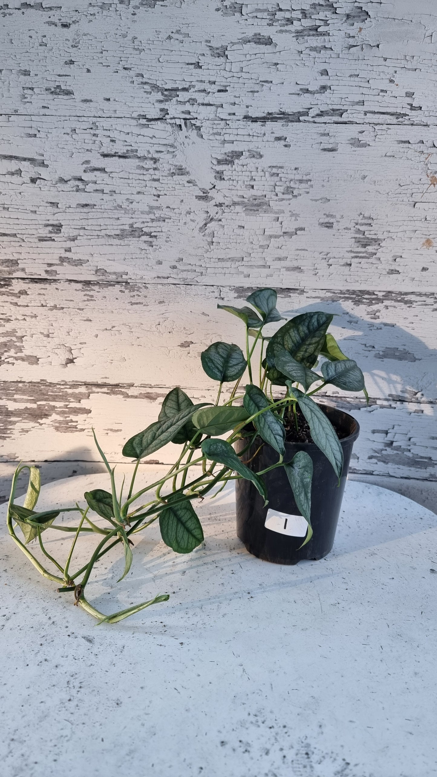 Monstera siltepecana