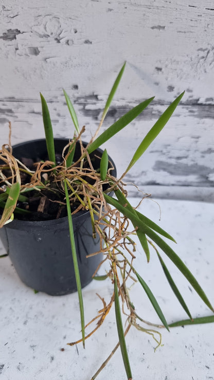 Dendrobium (Dockrillia) 'Dainty Cascade' x pugioniforme - Pencil Orchid Hybrid