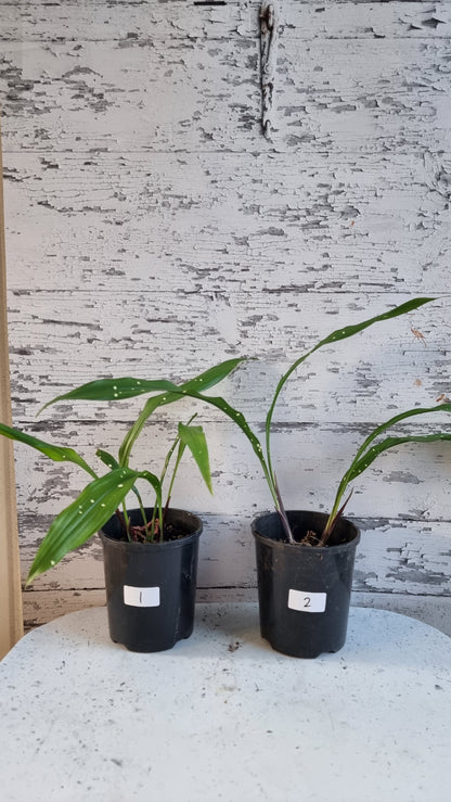 Aspidistra yingjiangensis ‘Singapore Sling’ - Leopard Cast Iron Plant