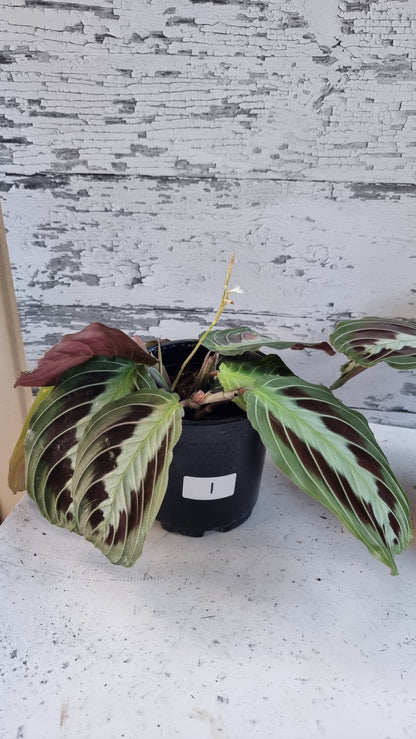 Maranta leuconeura 'massangeana' NOID - Black Prayer Plant