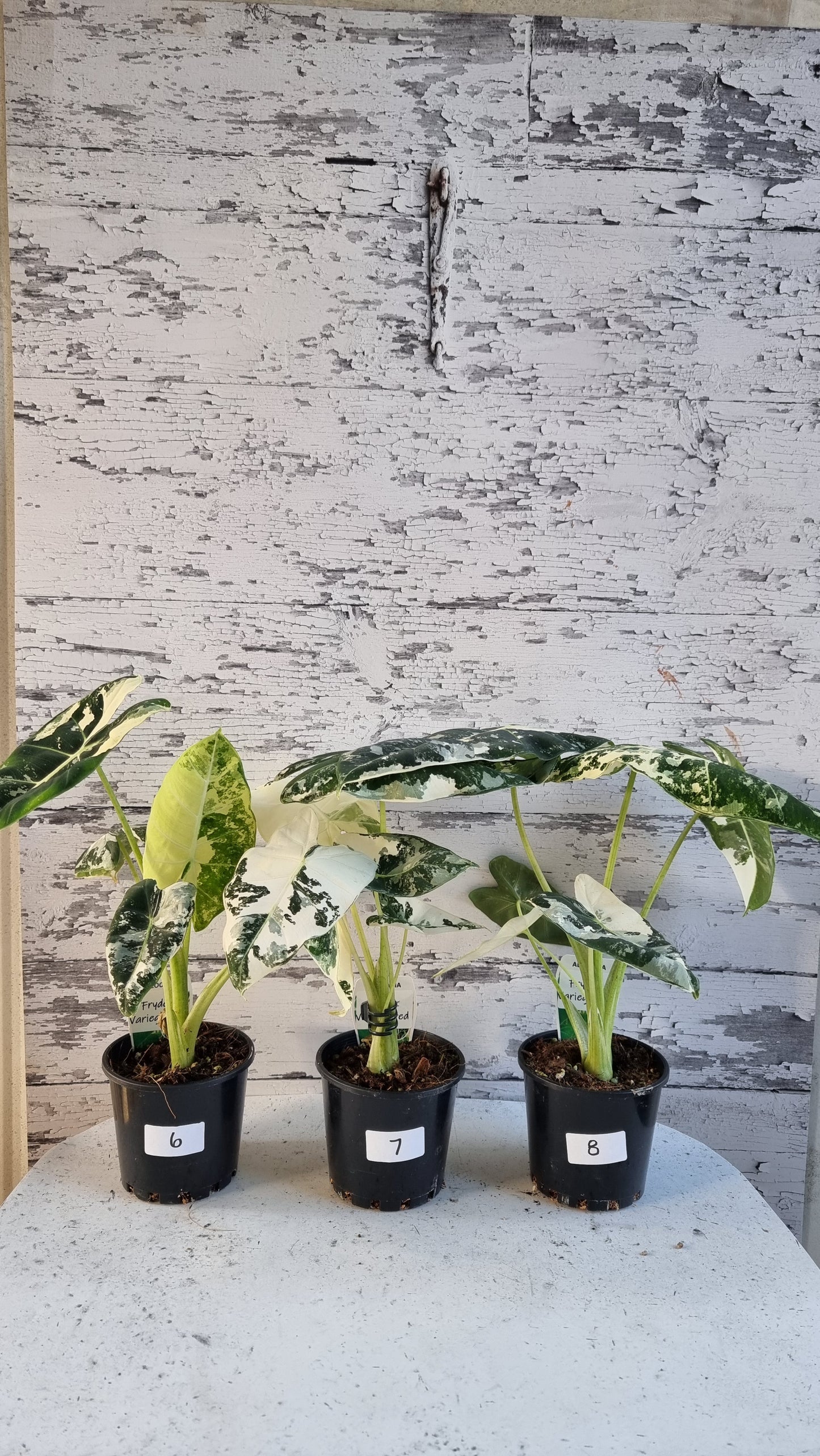 Alocasia micholitziana 'Frydek' - 雜色綠天鵝絨
