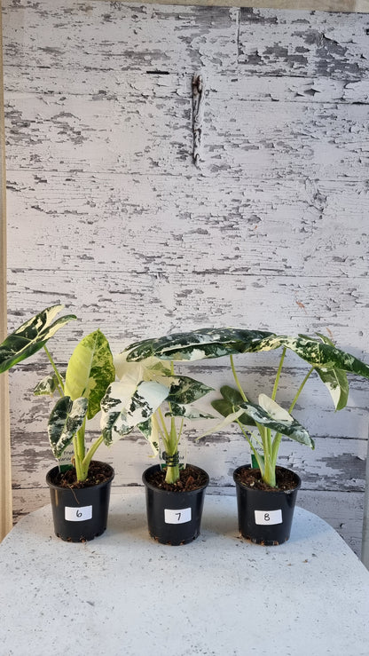 Alocasia micholitziana 'Frydek' - 雜色綠天鵝絨