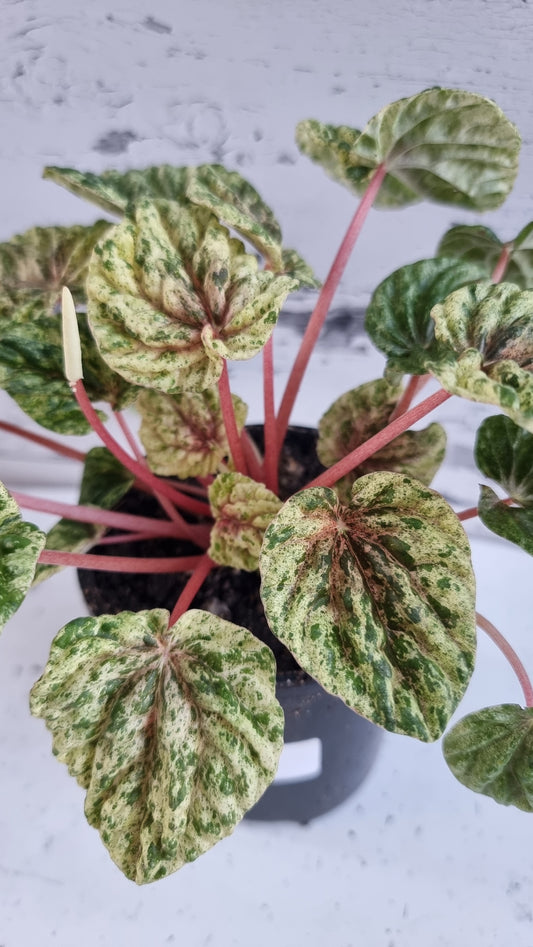 Peperomia caperata variegata - Variegated Ripple Pep