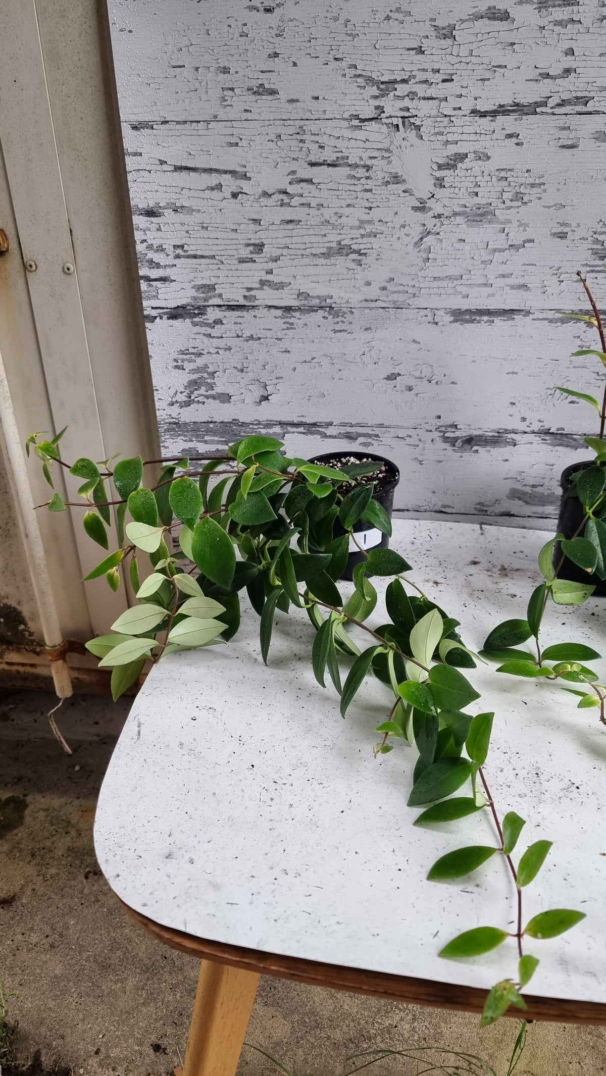 Aeschynanthus radicans - Lipstick Plant