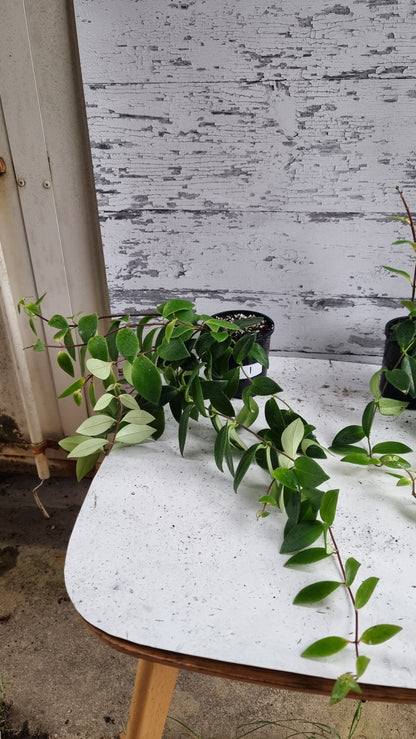 Aeschynanthus radicans - Lipstick Plant
