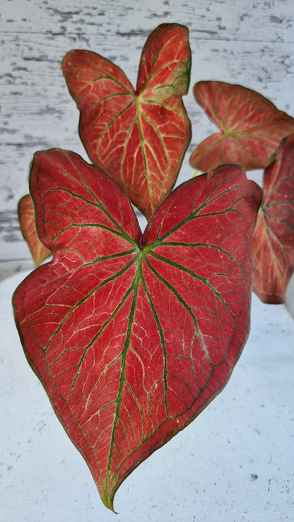Caladium bicolour 'Jungle Ember'