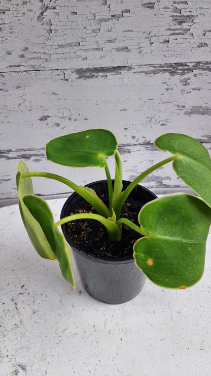 Philodendron rugosum - 猪皮植物