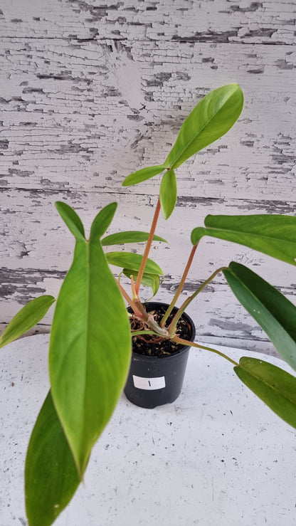 Philodendron 'Bette Waterbury' (Prev 69686) - 'Big Ears'