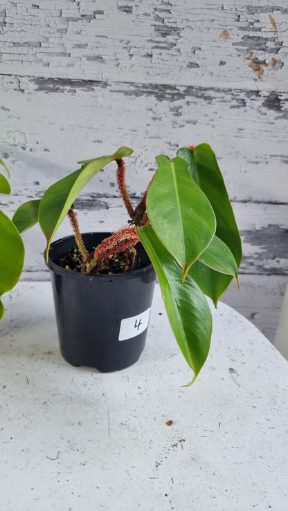 喜林芋