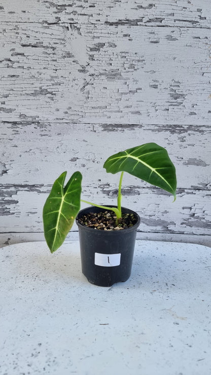 Alocasia micholitziana - Green Velvet