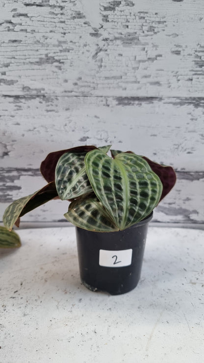 Geogenanthus poeppigii (Non-TC) - Seersucker Plant