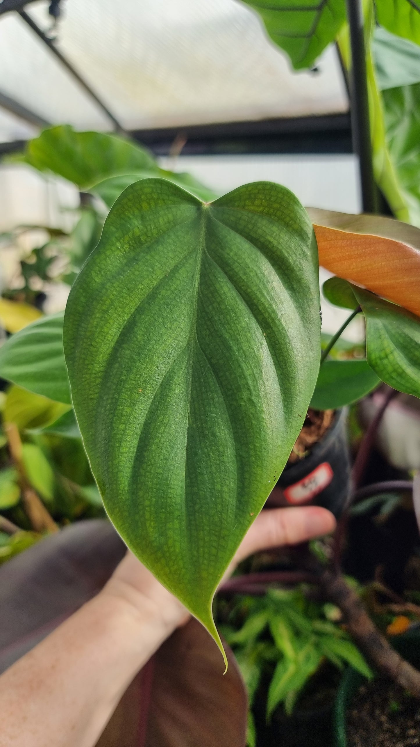 Philodendron lynamii - Climbing Aroid
