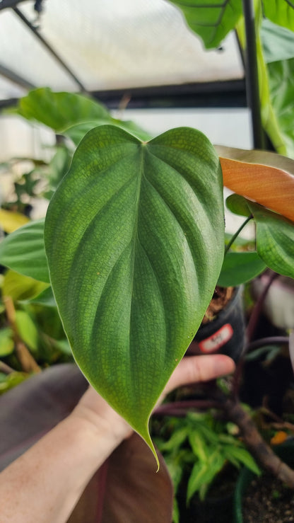 Philodendron lynamii - Climbing Aroid
