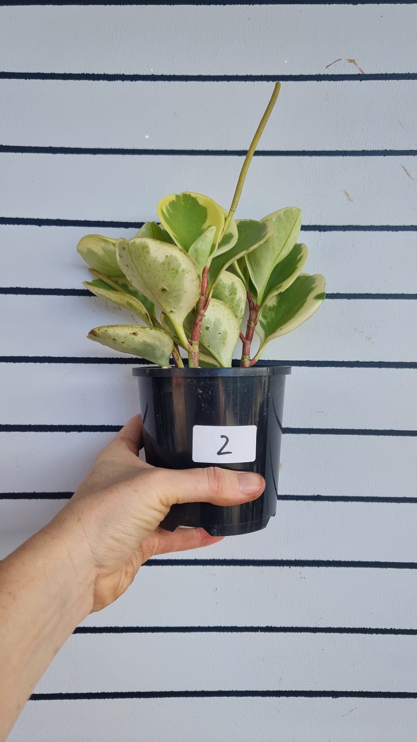 Peperomia obtusifolia albomarginata