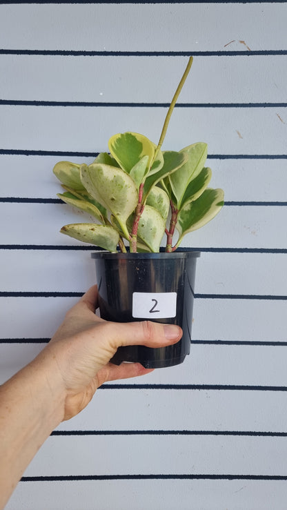 Peperomia obtusifolia albomarginata