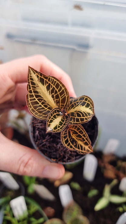 Anoectochilus roxburghii 'Golden Heart' - Jewel Orchid