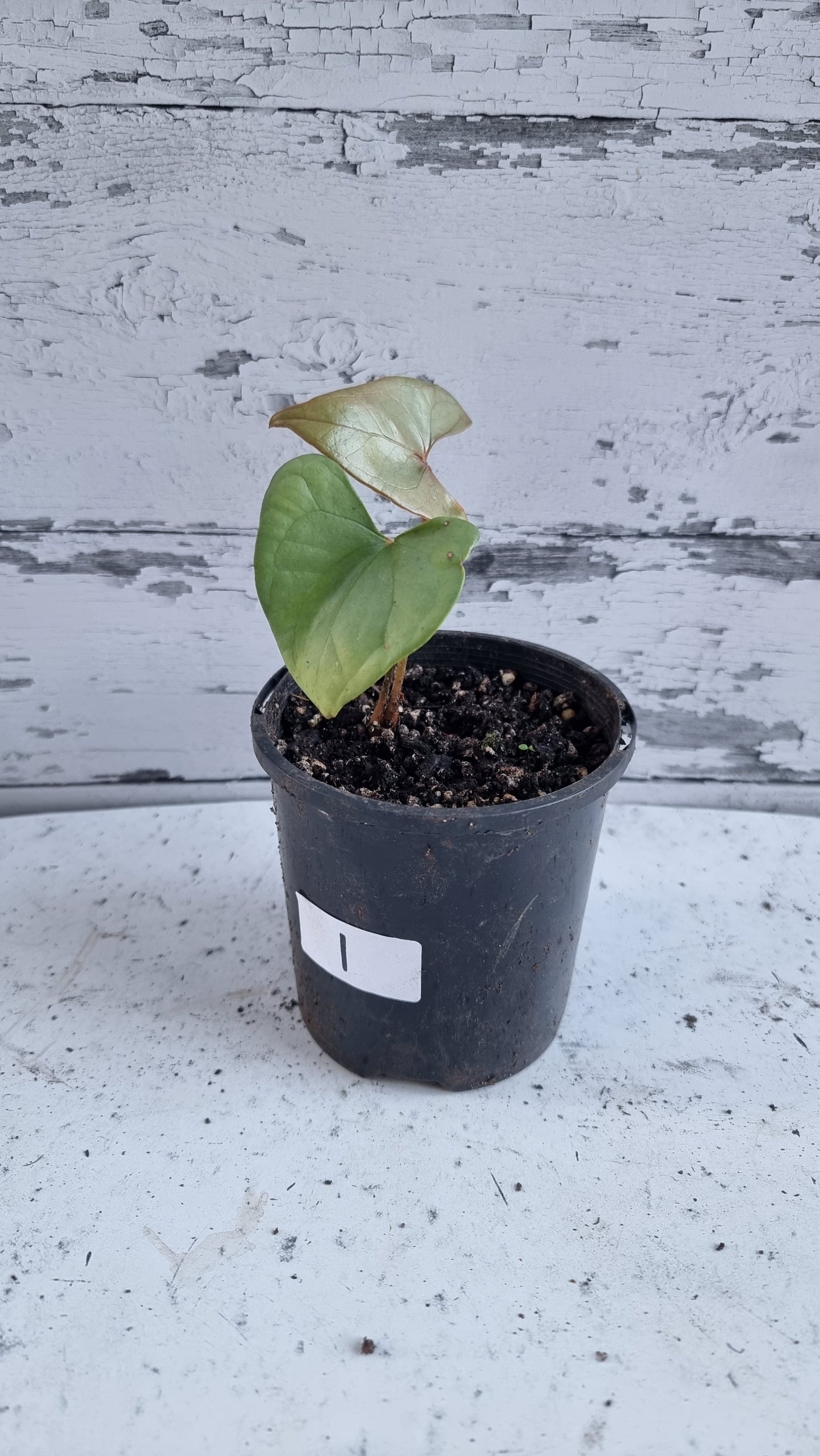 Anthurium berriozabalense