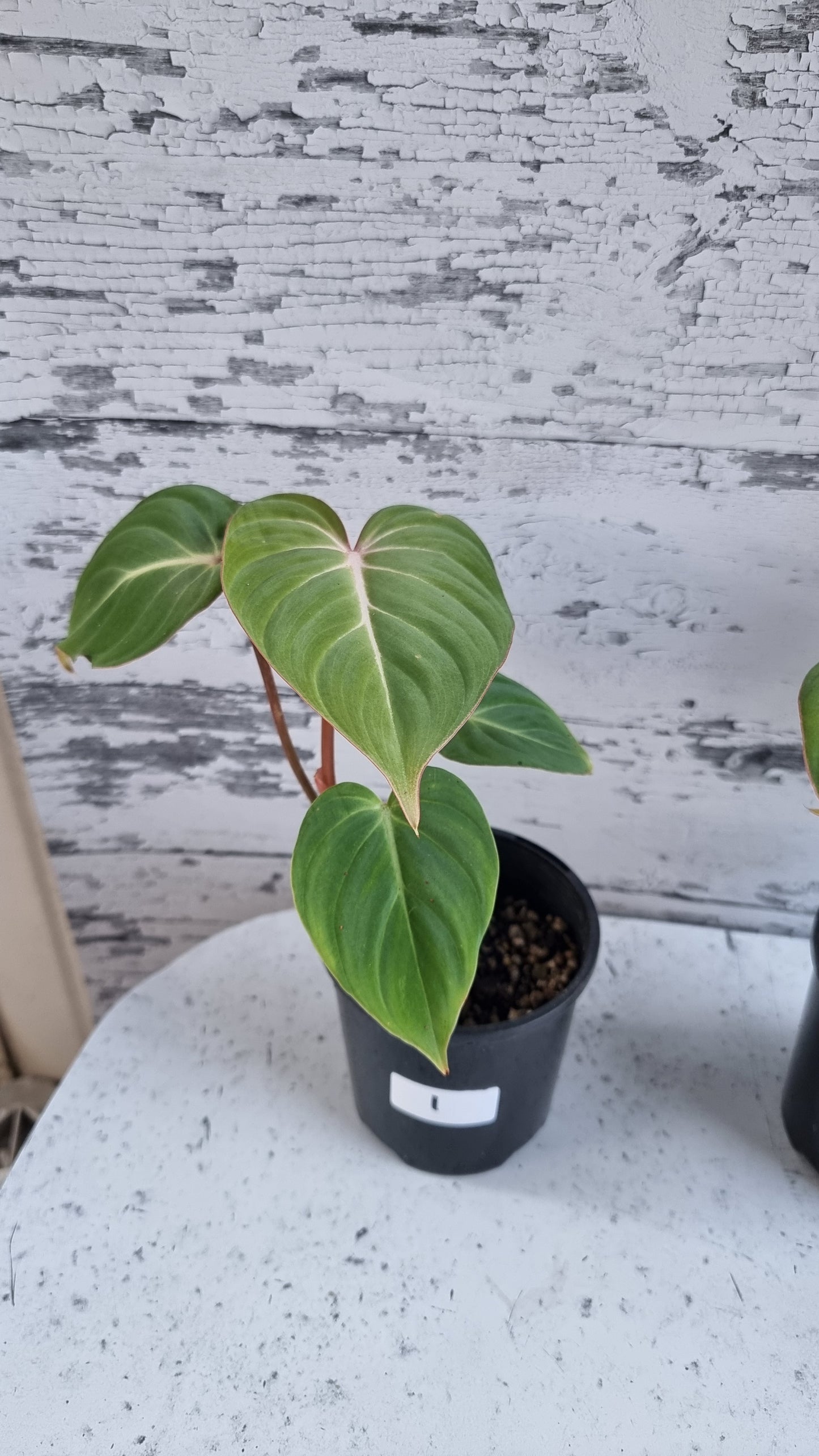 Philodendron gloriosum