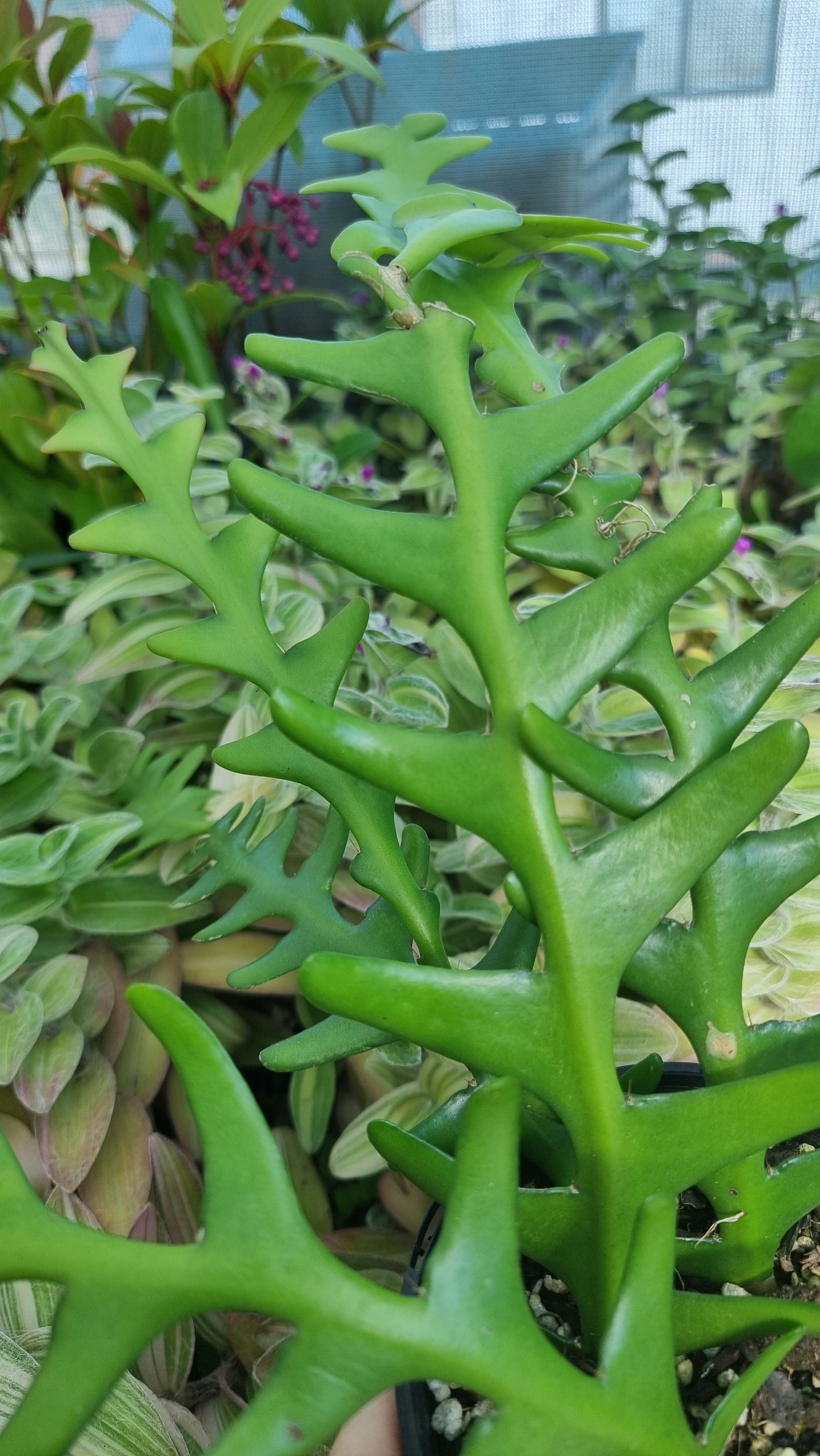 Disocactus anguliger (syn. Epiphyllum anguliger) - Zig Zag Cactus