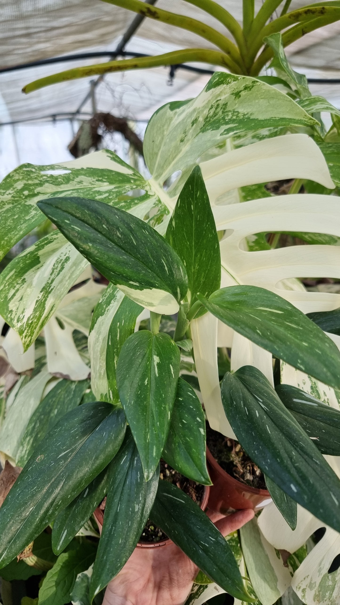 Monstera standleyana variegata