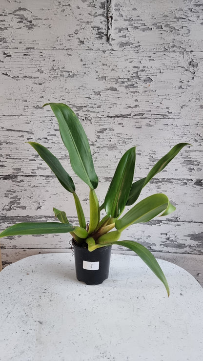 Philodendron martianum - Fat Boy