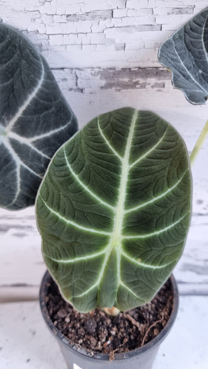 Alocasia reginula 'Black Velvet'