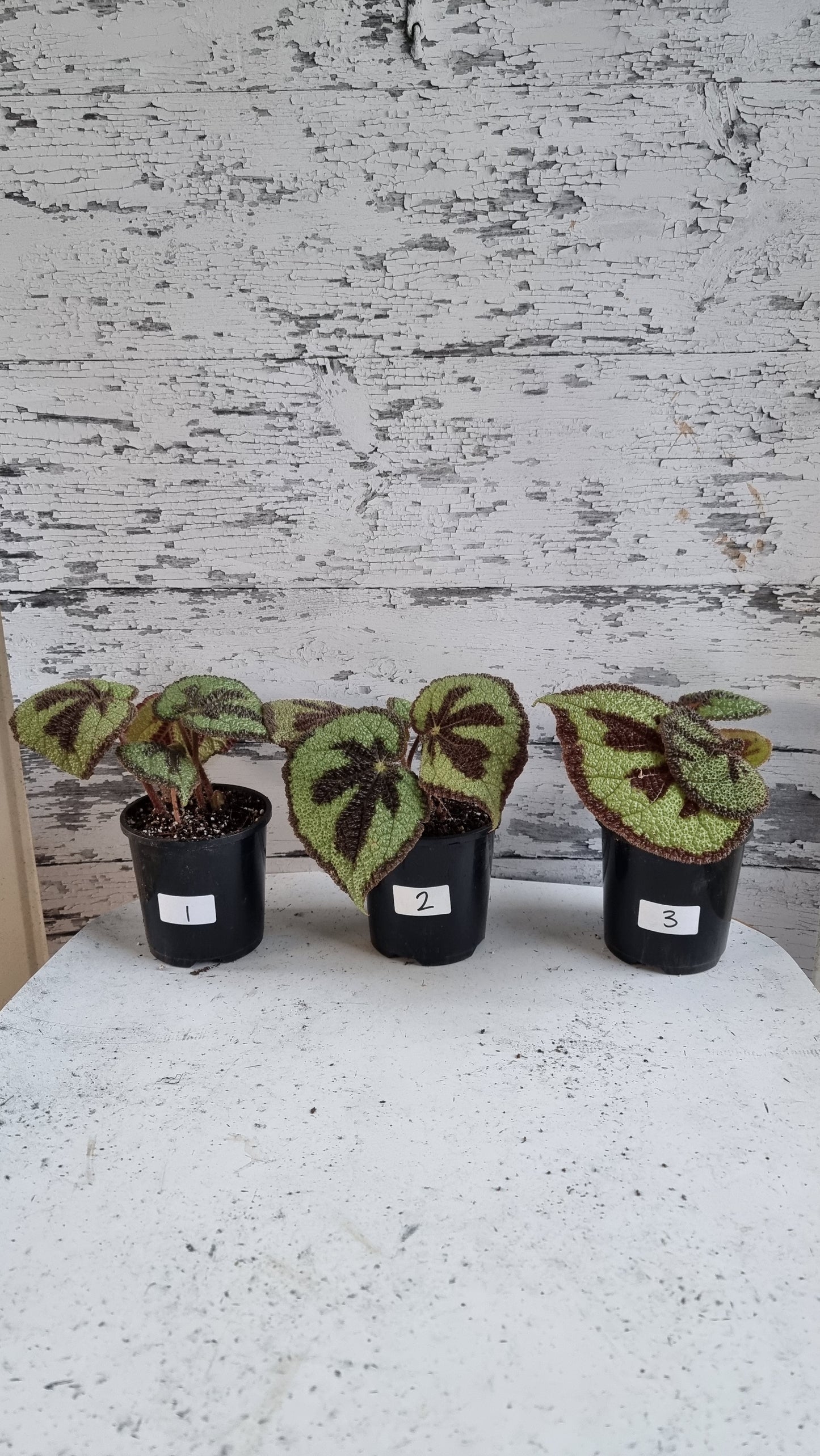 Begonia masoniana 'Rock'