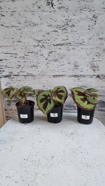 Begonia masoniana 'Rock'