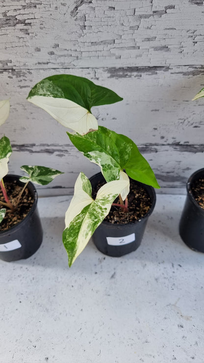 Syngonium podophyllum 'Fantasy' - Variegated Arrowhead Plant