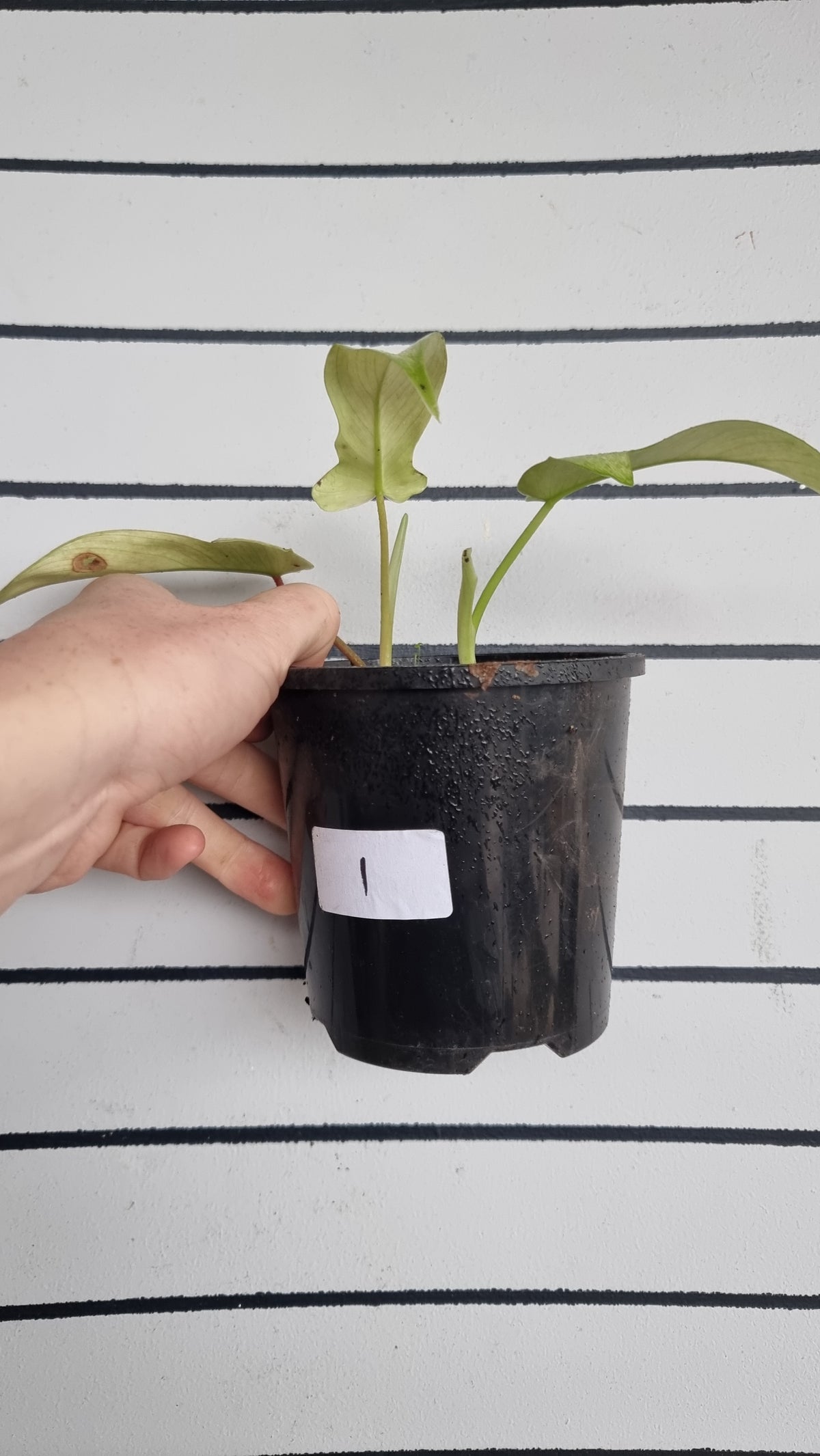 Philodendron 'Florida Ghost'