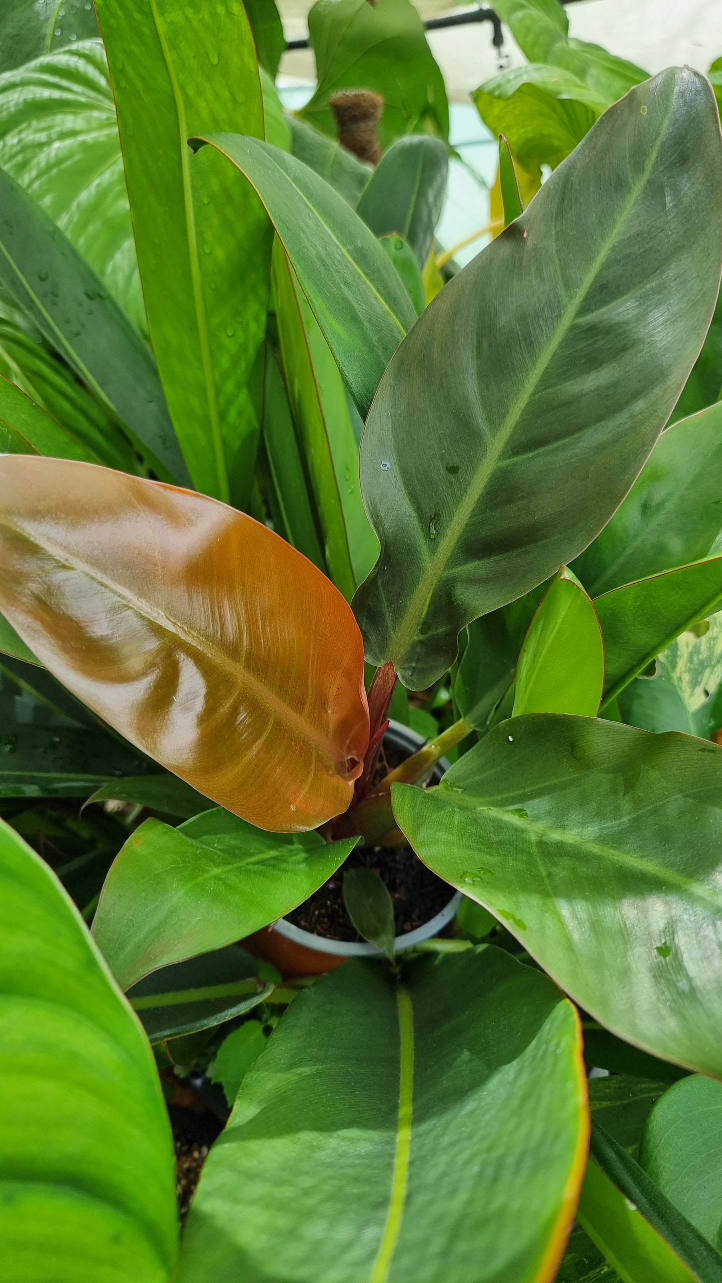 Philodendron erubescens 'Imperial Orange Mutant'
