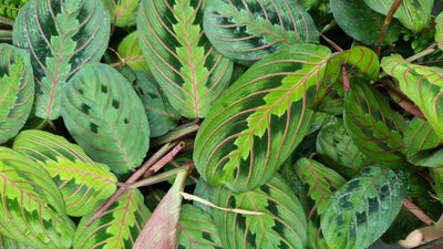 Maranta leuconeura var. erythroneura - Red Vein Prayer Plant Root'd Plants 