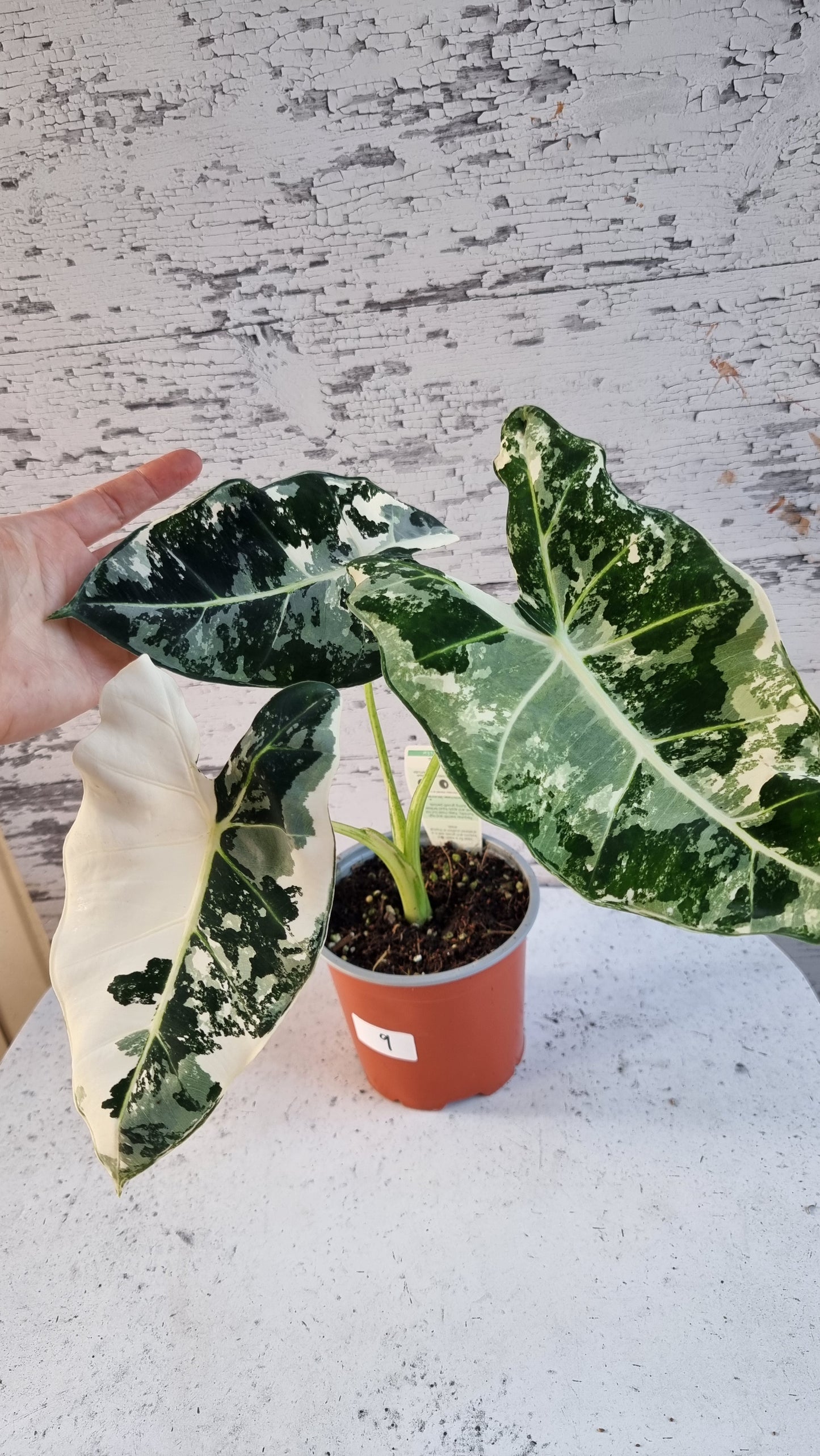 Alocasia micholitziana 'Frydek' - 雜色綠天鵝絨