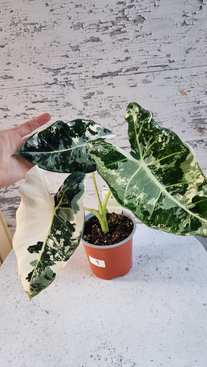 Alocasia micholitziana 'Frydek' - 雜色綠天鵝絨