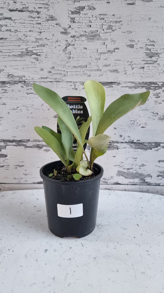 Platycerium bifurcatum 'Netherlands' - Dwarf Elk Horn Fern