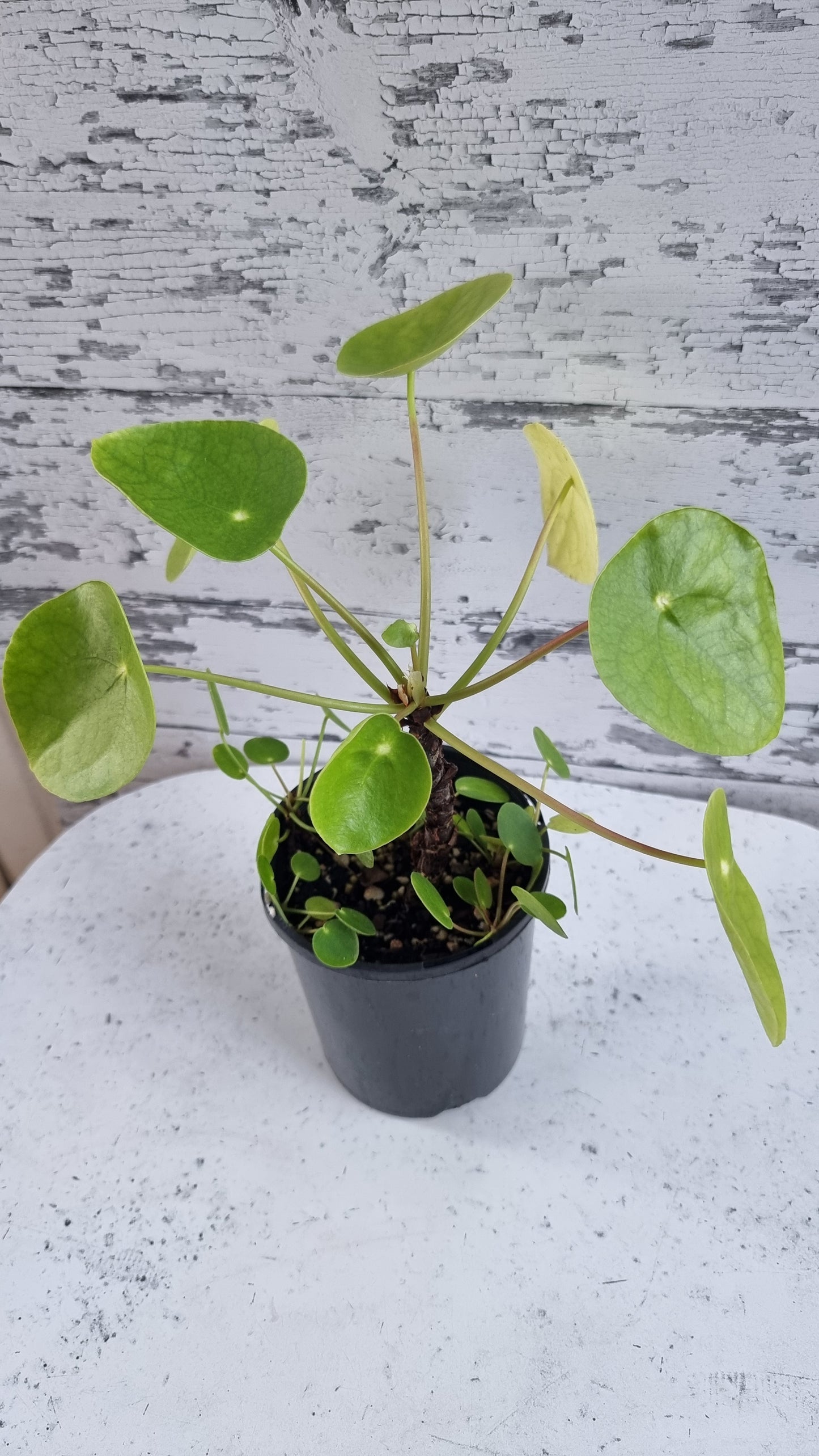Pilea peperomioides - Chinese Money Plant