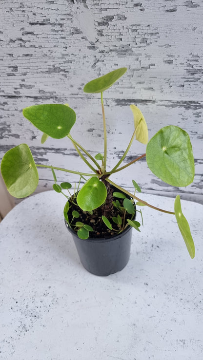 Pilea peperomioides - Chinese Money Plant