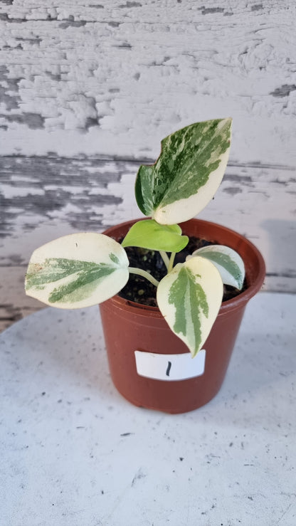 Peperomia maculosa 'Xiang Cao' variegata - Variegated Radiator Plant
