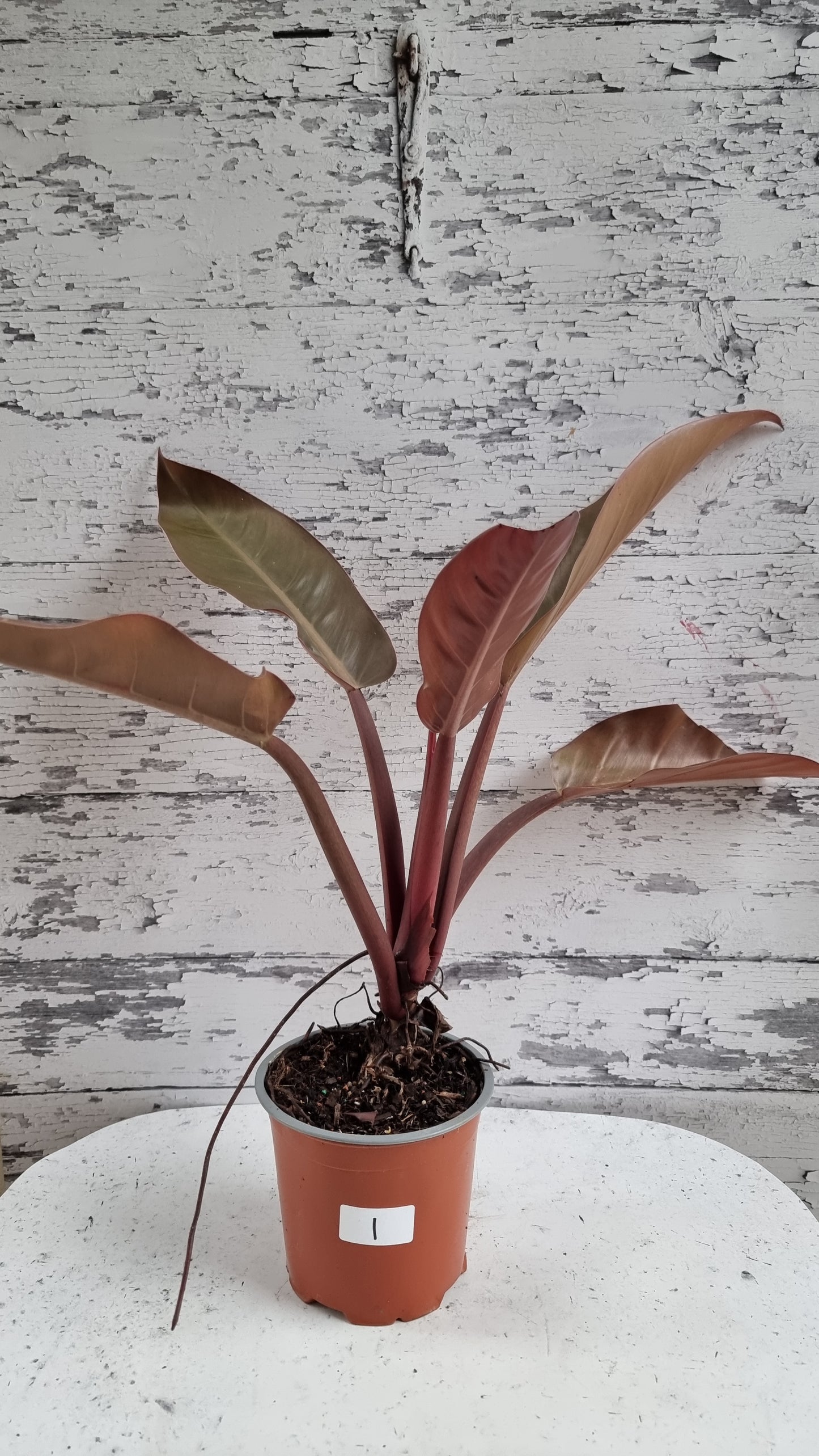 Philodendron erubescens 'Imperial Orange Mutant'